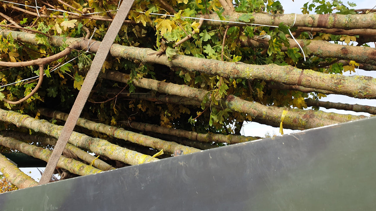 Acer campestre 'Elsrijk'; vorbereitet für Versand; attraktive Herbstfärbung; Einsatzmöglichkeit z.B. : Klimabaum;;Pflanzen vom Profi