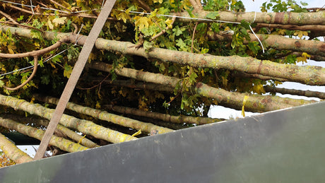 Acer campestre 'Elsrijk'; vorbereitet für Versand; attraktive Herbstfärbung; Einsatzmöglichkeit z.B. : Klimabaum;;Pflanzen vom Profi