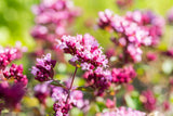 Origanum laevigatum 'Rosenkuppel'; hier mit Blüte; winterhart; Einsatzmöglichkeit z.B. : Steingarten;;ab 0,00 Euro