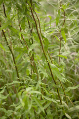 Salix matsudana 'Tortuosa'; hier mit Sommerbelaubung; dekorativ; Einsatzmöglichkeit z.B. : Park; erhältlich von 60-100 bis 60-100 cm;;ab 23,00 Euro