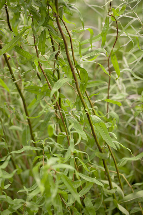 Salix matsudana 'Tortuosa' mit Sommerbelaubung, erhältlich von 60-100 bis 60-100 cm; Einsatz: ;;ab 16,90 Euro