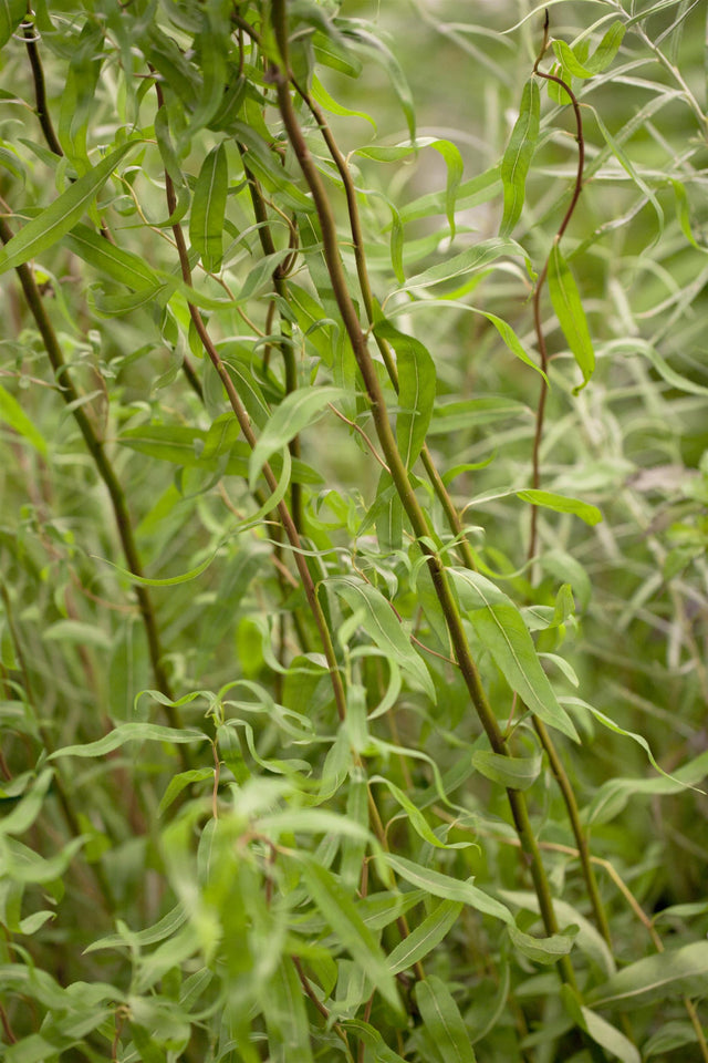 Salix matsudana 'Tortuosa' mit Sommerbelaubung, erhältlich von 60-100 bis 60-100 cm; Einsatz: ;;ab 16,90 Euro