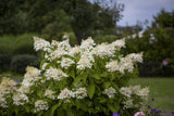 Hydrangea paniculata 'Unique'; winterhart; verfügbar in 5 Größen und Varianten;;ab 22,30 Euro