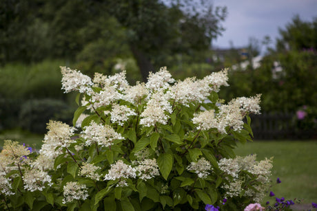 Hydrangea paniculata 'Unique' , erhältlich von 40-60 bis 125-150 cm;;ab 16,40 Euro