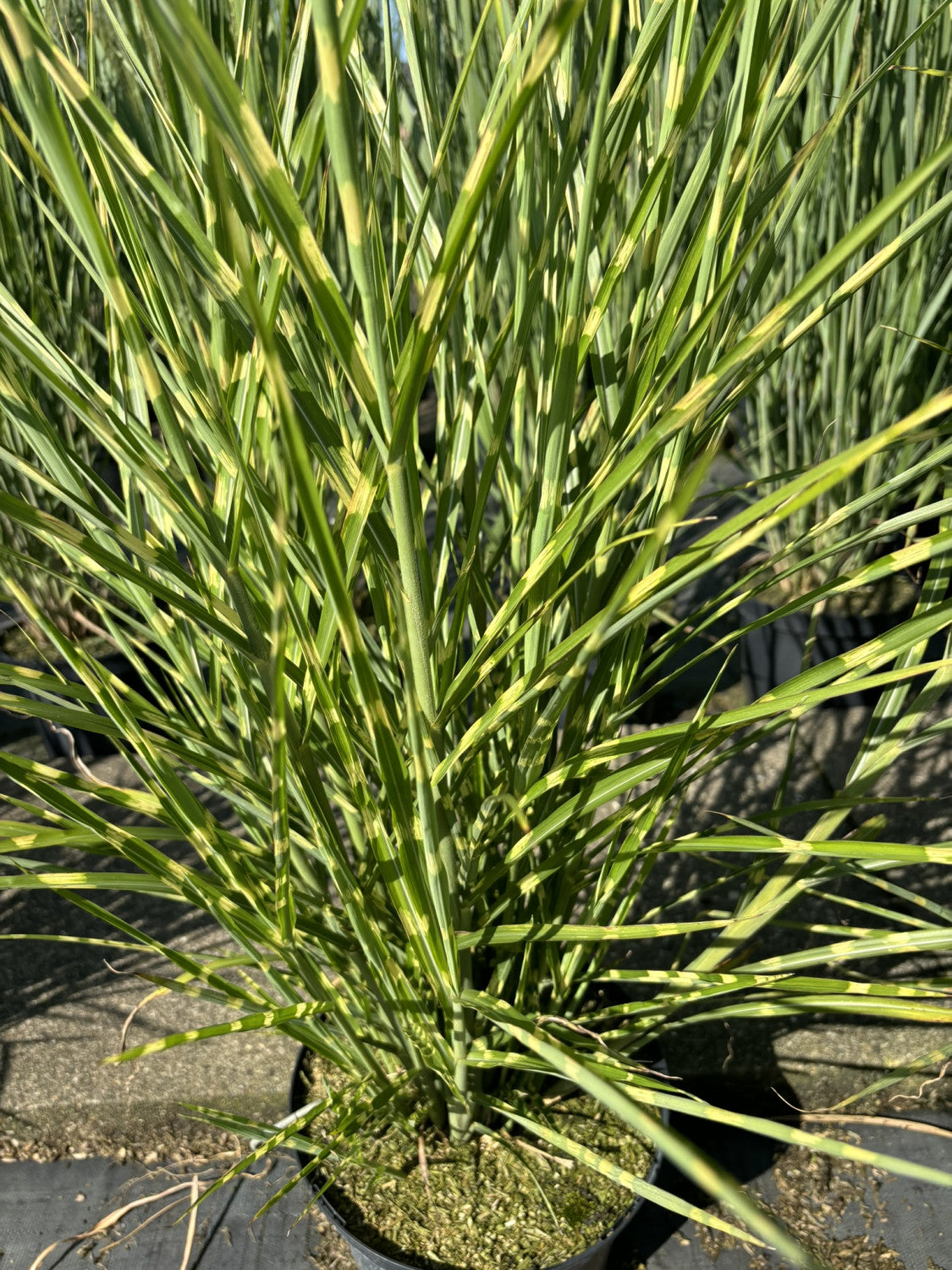 Miscanthus sinensis 'Strictus' ;;ab 8,80 Euro