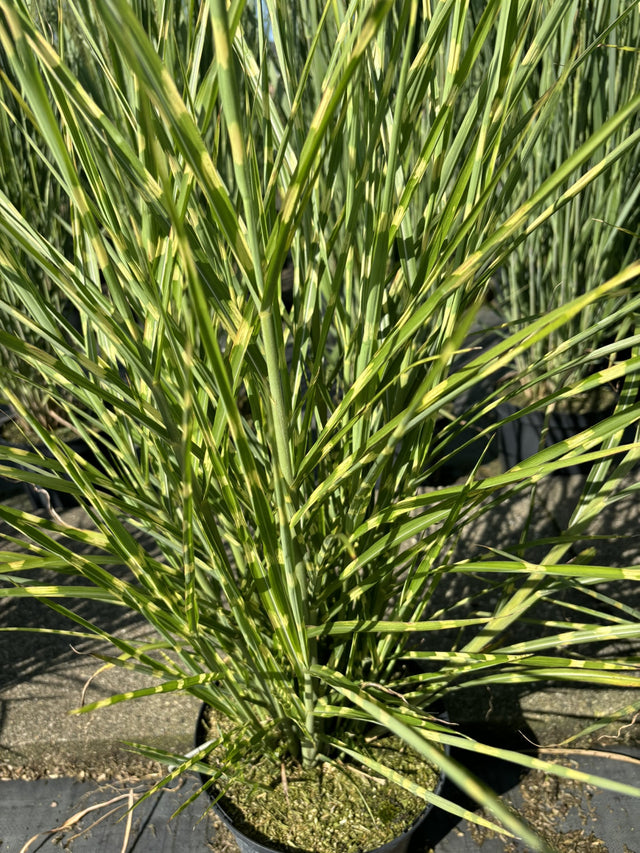 Miscanthus sinensis 'Strictus' ;;ab 8,80 Euro