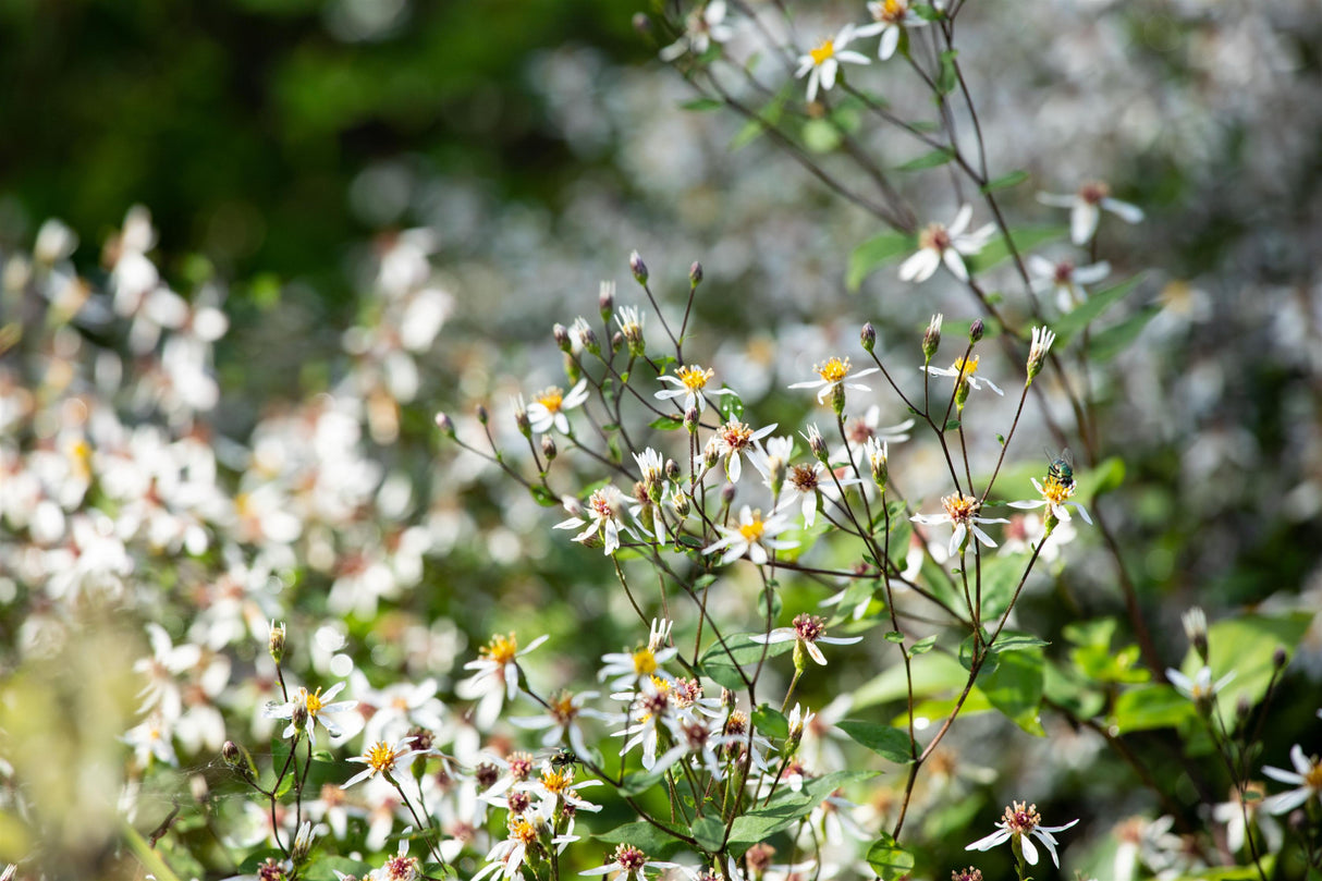 Aster divaricatus mit Blüte; Einsatz: ;;ab 3,75 Euro