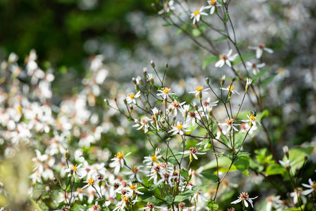 Aster pyrenaeus 'Lutetia' mit Blüte; Einsatz: ;;ab 5,30 Euro