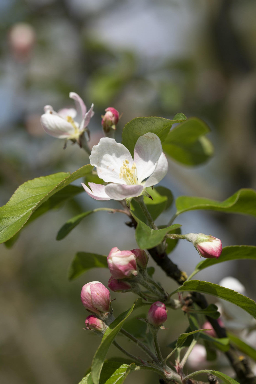 Malus 'Gloster 69' mit Blüte, erhältlich von 150-200 bis 450-650 cm; Einsatz: ;;ab 34,60 Euro