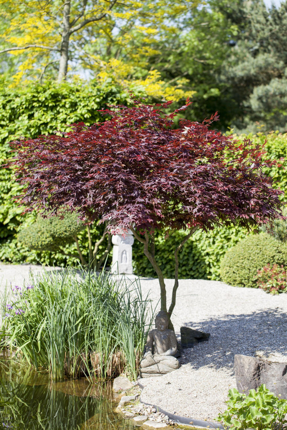 Acer palmatum 'Atropurpureum' , erhältlich von 40-60 bis 175-200 cm;;ab 41,60 Euro