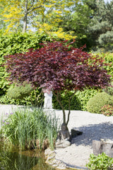 Acer palmatum 'Atropurpureum' , erhältlich von 40-60 bis 175-200 cm;;ab 41,60 Euro