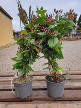 Mannsblut, Johanniskraut; vorbereitet für Versand; zierstrauch; Einsatzmöglichkeit z.B. : Bienenweide; erhältlich von 20-30 bis 30-40 cm;;hier kaufen