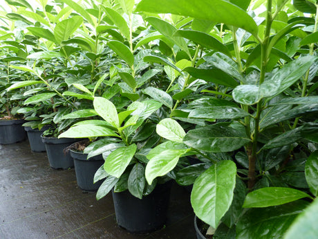 Kirschlorbeere 'Novita'; als Pflanze im Beet; nahrungsquelle für Insekten; Einsatzmöglichkeit z.B. : Grundstücksabgrenzung;;mit zeitnaher Lieferung