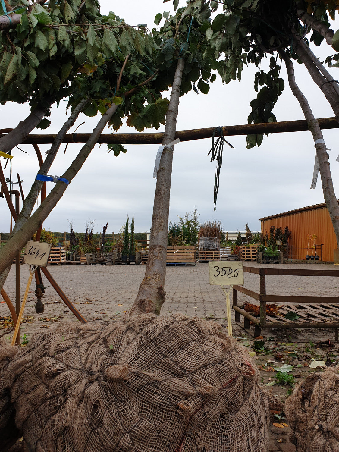 Tilia platyphyllos HkG 82403 (Großblättr. Sommerlinde)
