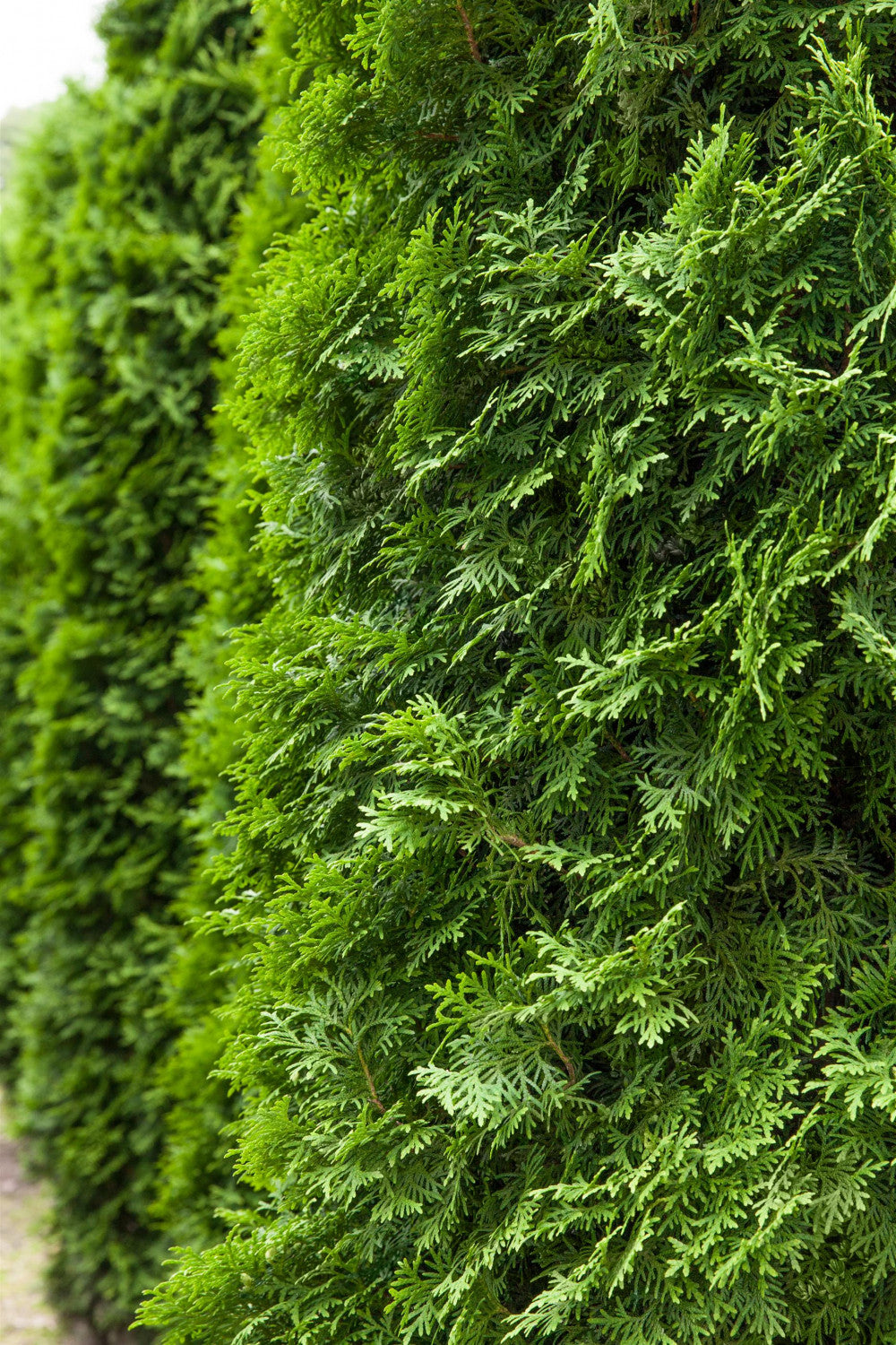Thuja occidentalis 'Columna' als Hecke, erhältlich von 30-40 bis 250-275 cm;;ab 11,90 Euro