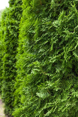 Thuja occidentalis 'Columna' als Hecke, erhältlich von 30-40 bis 250-275 cm;;ab 10,00 Euro