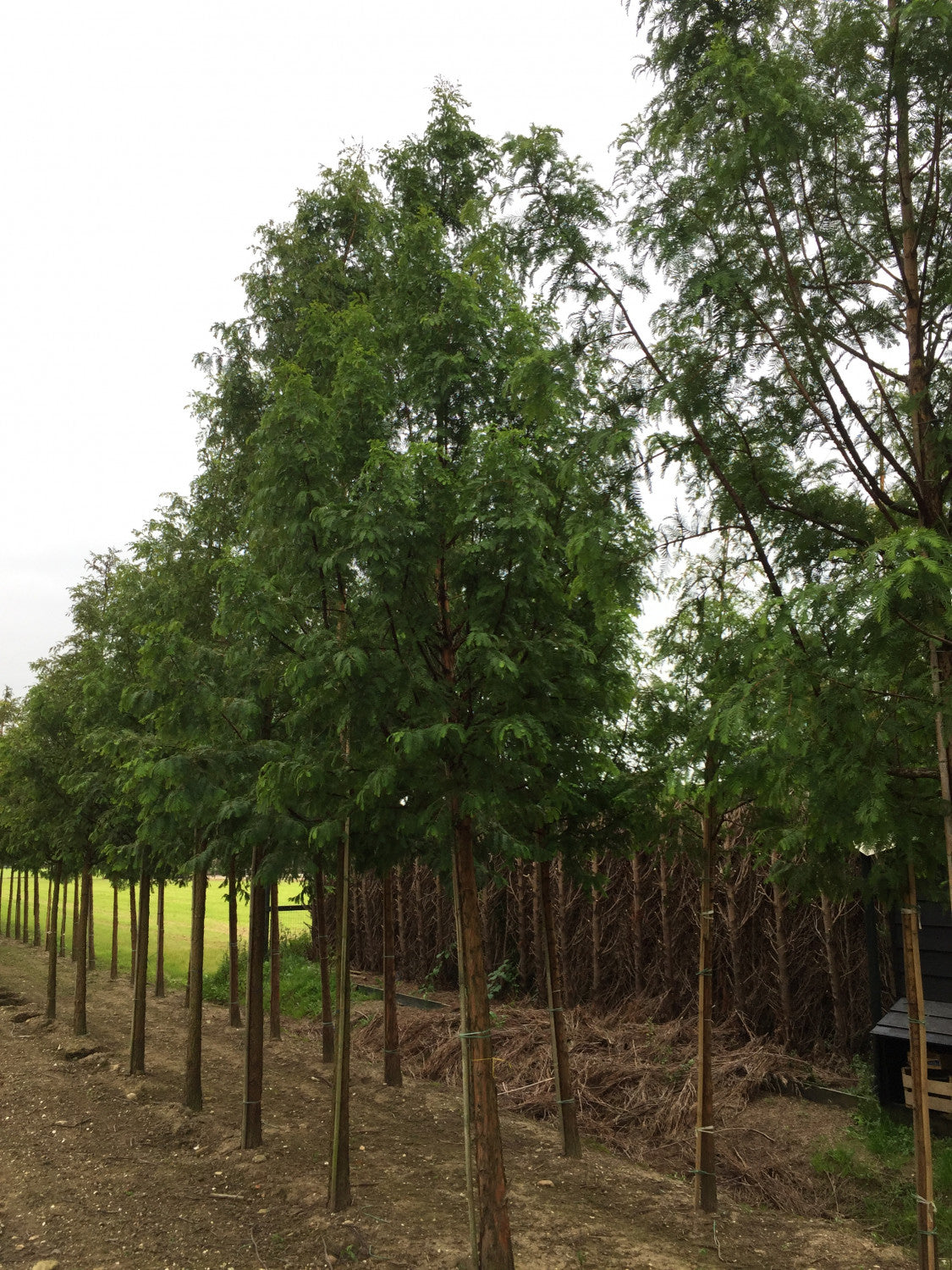 Metasequoia glyptostroboides , erhältlich von 40-60 bis 450-650 cm;;ab 18,40 Euro
