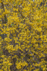 Forsythie 'Spectabilis' mit Blüte, verfügbar in 12 Größen und Varianten; Einsatz: Zierstrauchwinterhart;;hier kaufen