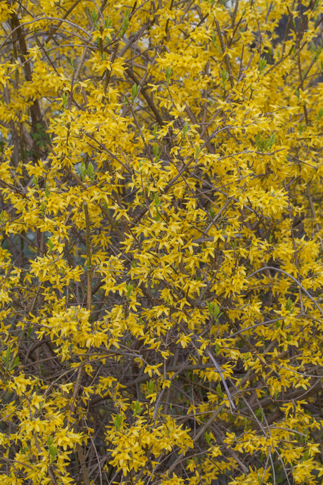 Forsythie 'Spectabilis' mit Blüte, verfügbar in 12 Größen und Varianten; Einsatz: Zierstrauchwinterhart;;hier kaufen