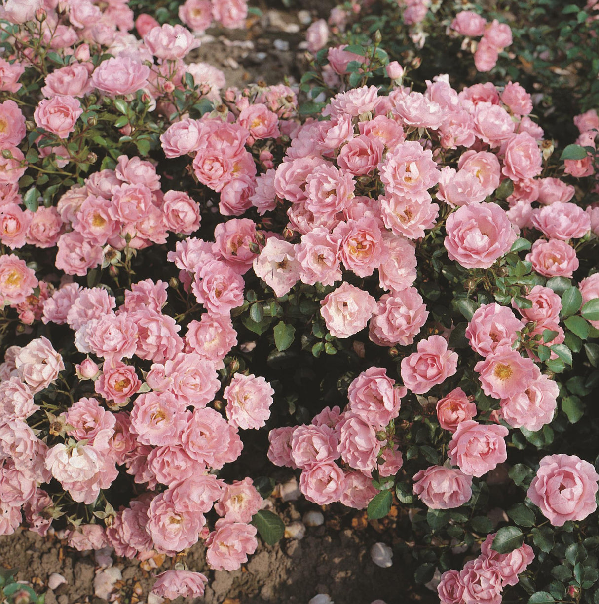 Rosa 'Sommerwind' BDR mit Blüte; Einsatz: Beet- und RabattenpflanzeaDR-Rose;;günstig mit Qualität