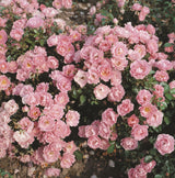 Rosa 'Sommerwind' BDR mit Blüte; Einsatz: Beet- und RabattenpflanzeaDR-Rose;;günstig mit Qualität