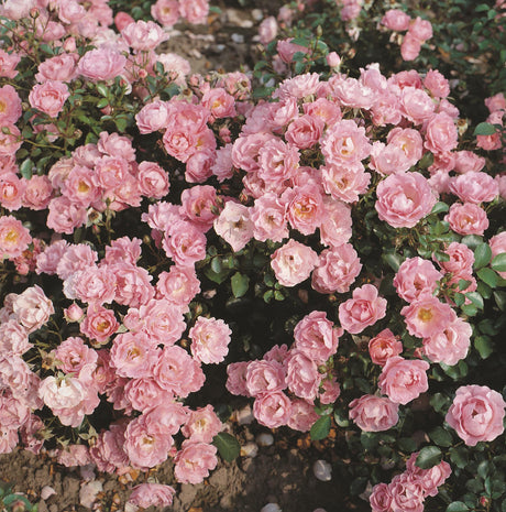 Rosa 'Sommerwind' BDR mit Blüte; Einsatz: Beet- und RabattenpflanzeaDR-Rose;;günstig mit Qualität