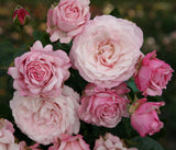 Rosa 'Rosenfaszination' BT; hier mit Blüte; duftend; Einsatzmöglichkeit z.B. : Einzelstellung;;ab 13,10 Euro