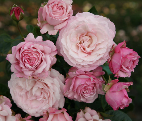 Rosa 'Rosenfaszination' BT mit Blüte; Einsatz: , ;;ab 8,35 Euro