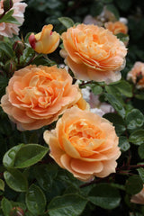 Rosa 'Schöne vom See' BT; duftende Blüten;;ab 11,10 Euro