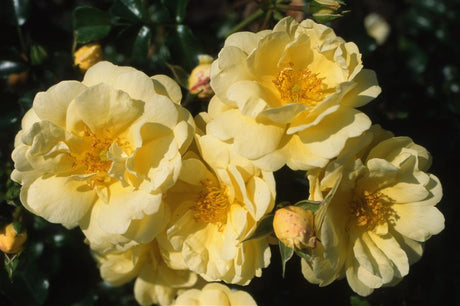 Rosa 'Sunny Rose' BDR mit Blüte; Einsatz: ;;ab 8,10 Euro