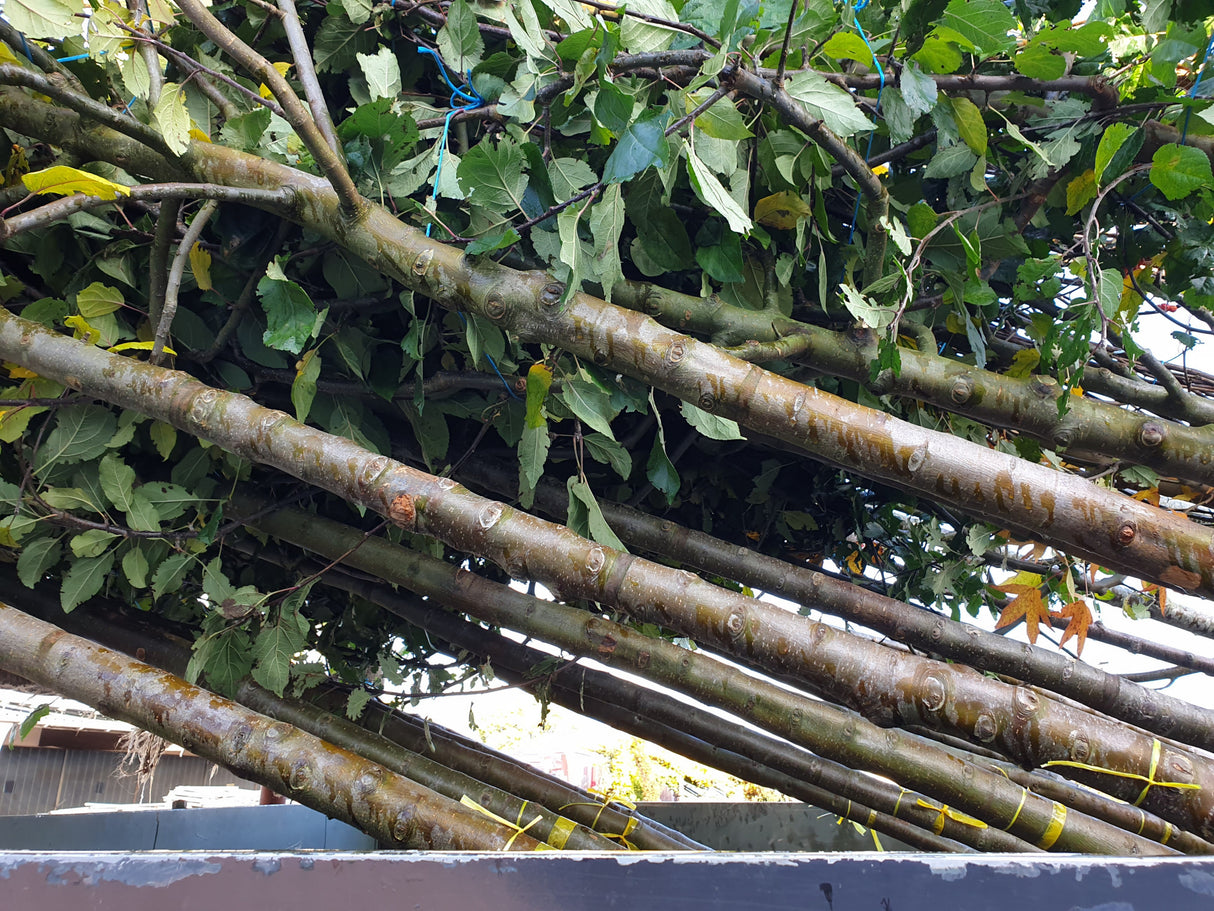 Sorbus aucuparia 'Edulis'; vorbereitet für Versand; essbare Früchte; Einsatzmöglichkeit z.B. : Heckenpflanze;;mit zeitnaher Lieferung