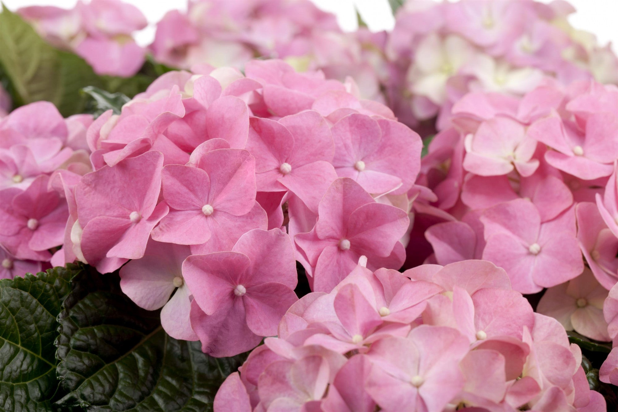 Hydrangea macrophylla 'Europa' (Bauernhortensie 'Europa')