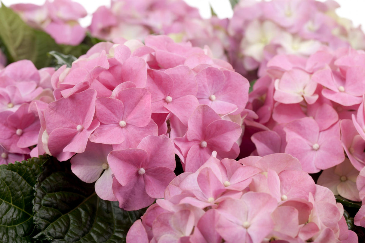 Hydrangea macrophylla 'Europa' , erhältlich von 40-60 bis 60-80 cm;;ab 58,00 Euro