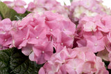 Hydrangea macrophylla 'Europa'; schöne Blüte; verfügbar in 2 Größen und Varianten;;ab 76,50 Euro