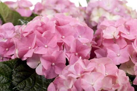 Hydrangea macrophylla 'Europa' , erhältlich von 40-60 bis 60-80 cm;;ab 58,00 Euro