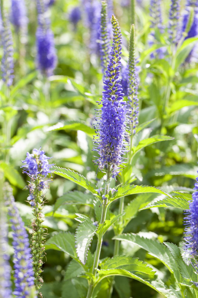 Veronicastrum virginicum i. S. , gen. mit Blüte; Einsatz: ;;ab 7,50 Euro