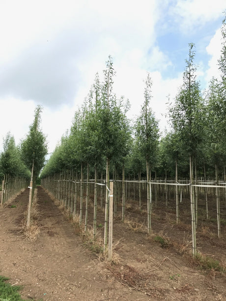 Salix alba 'Chermesina' , erhältlich von 270-330 bis 450-650 cm;;ab 178,00 Euro