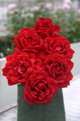 Rosa 'Jugendliebe' BT; hier mit Blüte; duftend; Einsatzmöglichkeit z.B. : Beete;;ab 13,10 Euro