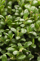 Ilex crenata 'Convexa' mit Belaubung, erhältlich von 30-35 bis 100-125 cm; Einsatz: ;;ab 28,10 Euro