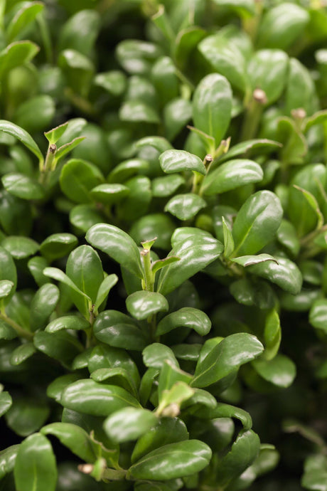 Ilex crenata 'Convexa' mit Belaubung, erhältlich von 30-35 bis 100-125 cm; Einsatz: ;;ab 28,10 Euro