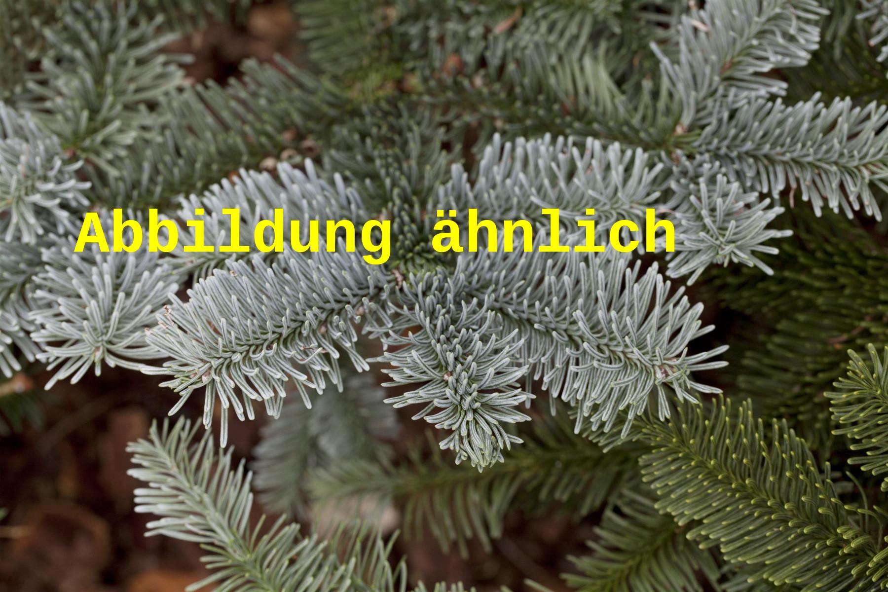 Abies procera (Edeltanne)