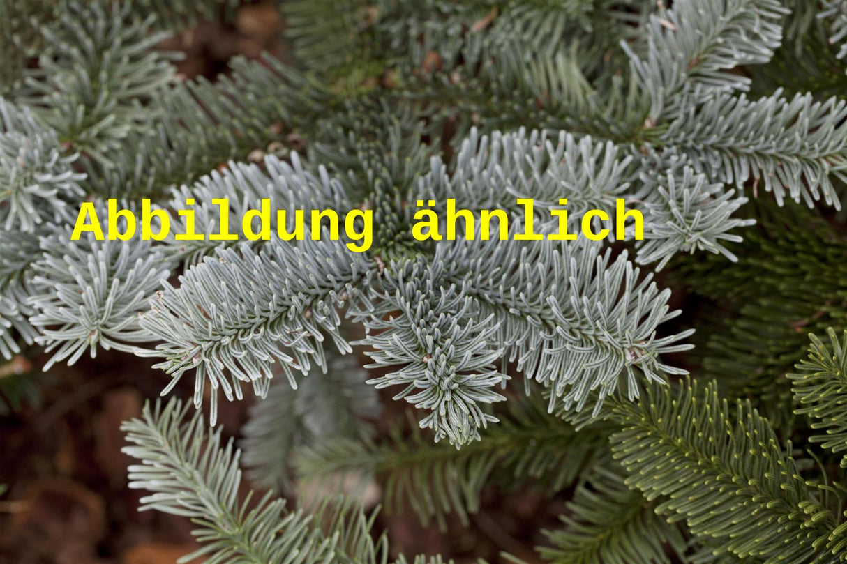 Abies procera (Edeltanne)