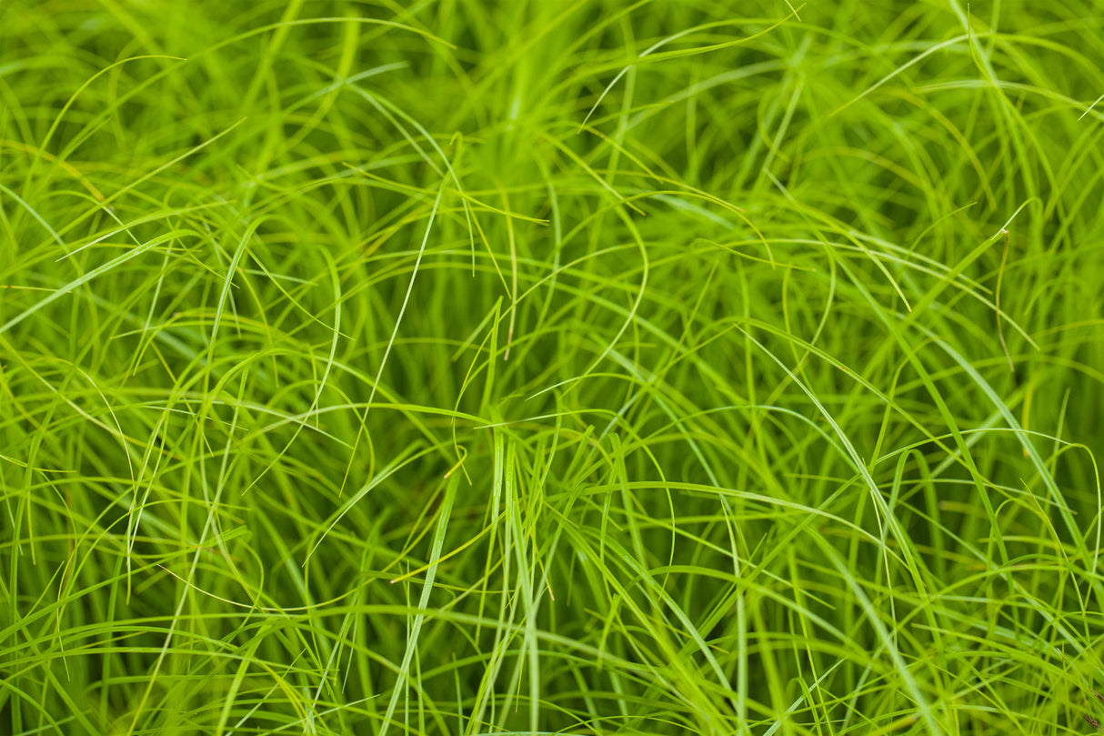 Carex remota ;;ab 4,15 Euro