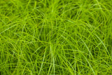 Carex remota; winterhart;;ab 0,00 Euro