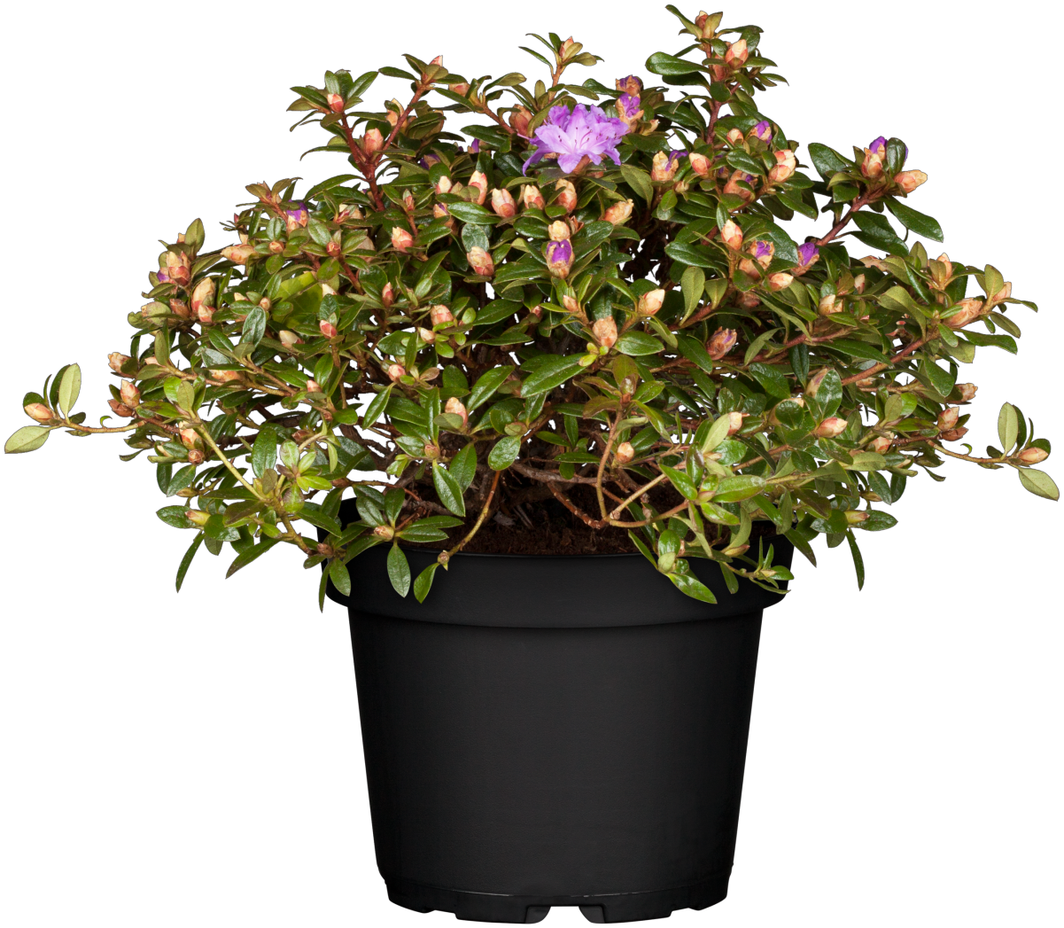 Rhododendron impeditum 'Moerheim' im Topf, erhältlich von 20-25 bis 40-50 cm; Einsatz: ;;ab 16,90 Euro