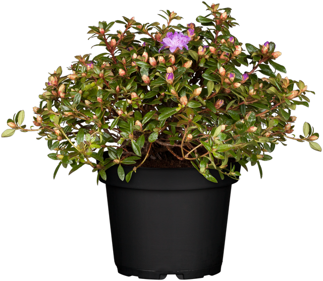 Rhododendron impeditum 'Moerheim' im Topf, erhältlich von 20-25 bis 40-50 cm; Einsatz: ;;ab 16,90 Euro