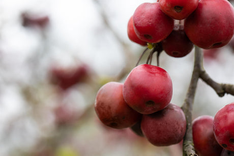 Malus 'American Beauty' mit Früchten, erhältlich von 60-100 bis 450-650 cm; Einsatz: ;;ab 16,60 Euro