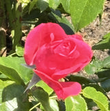 Edelrose 'Cherry Lady'; winterhart; fehlt eine Variante? Sprechen Sie uns an;;hier kaufen
