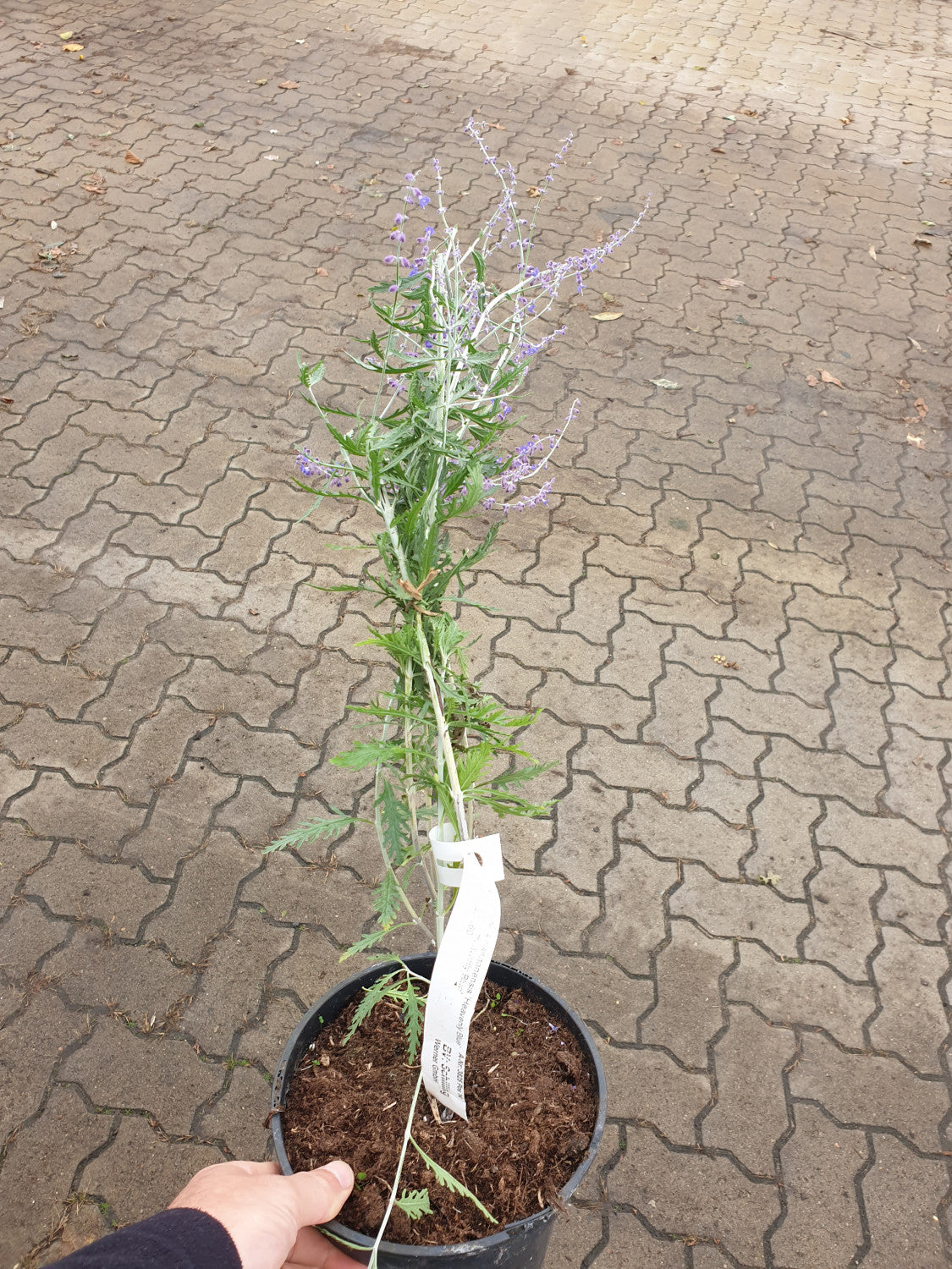 Caryopteris × clandonensis 'Heavenly Blue'; vorbereitet für Versand; winterhart; Einsatzmöglichkeit z.B. : Freifläche;;günstig mit Qualität
