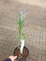 Caryopteris × clandonensis 'Heavenly Blue'; vorbereitet für Versand; winterhart; Einsatzmöglichkeit z.B. : Freifläche;;günstig mit Qualität